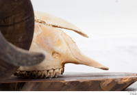  Skull Mouflon Ovis orientalis head horns skull 0029.jpg